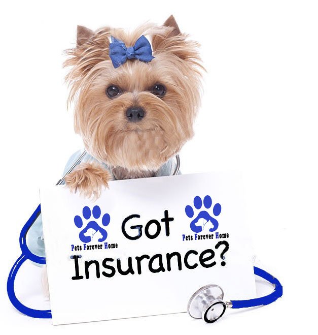 puppy insured at pets for everhome