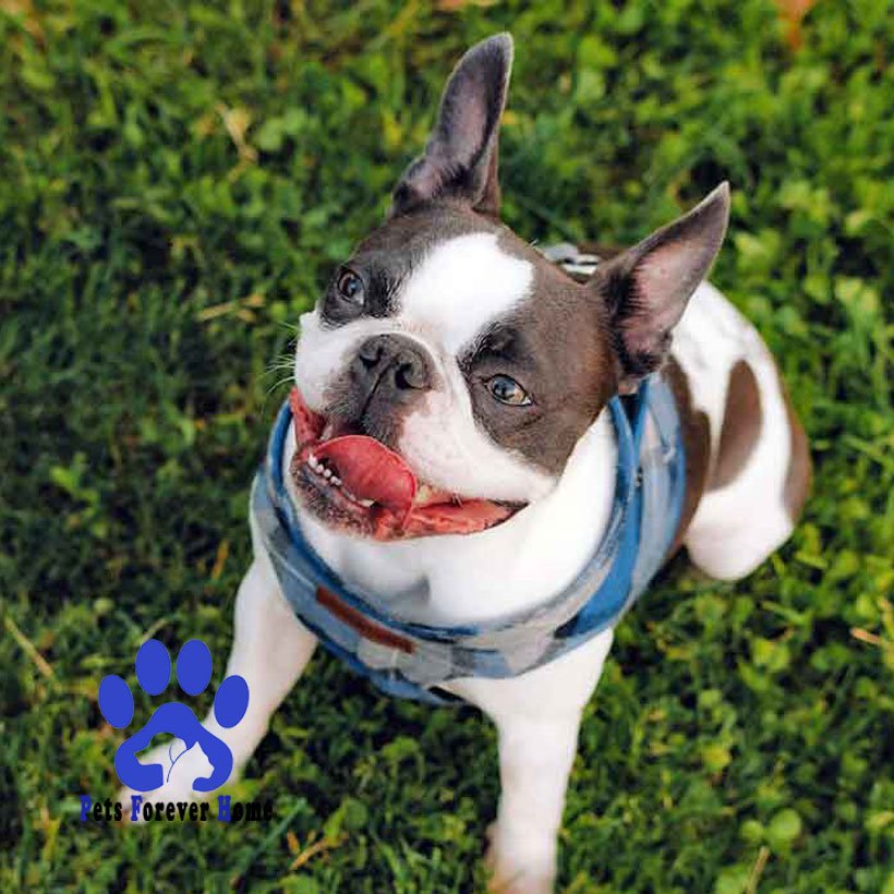 French bull dog under pets insurance