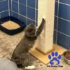 CozyClaw Cat Scratcher Lounge