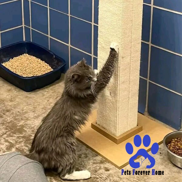 CozyClaw Cat Scratcher Lounge