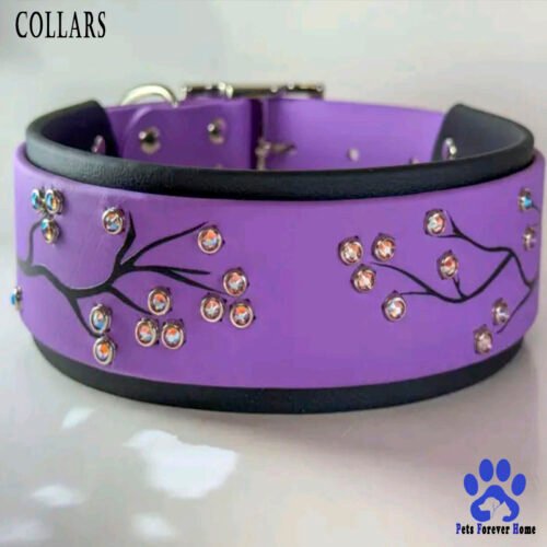 Collar and Leash Set Everyday Explorer